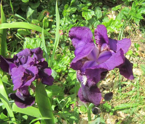 003r 2 iris violets