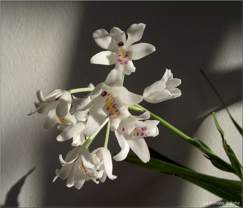 Neobenthamia gracilis