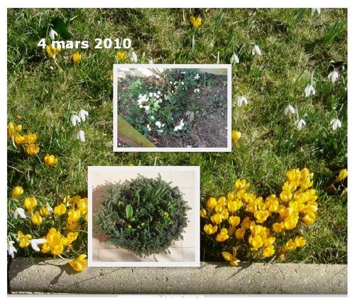 crocus.JPG