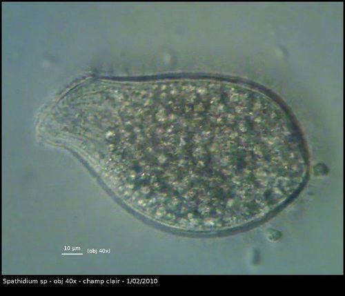 vlc--spathidium-56786.jpg