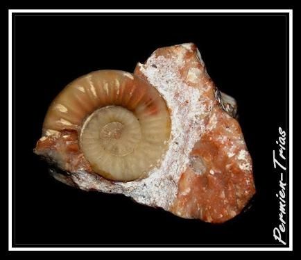 Xenodiscus agusticostatus - 17 mm