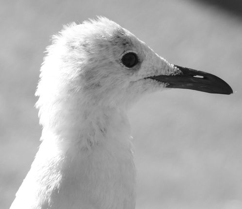 Mouette de Cape Town