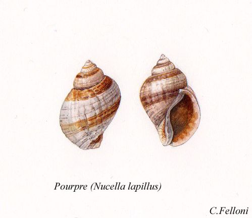 coquillage pourpre coquillage pourpre