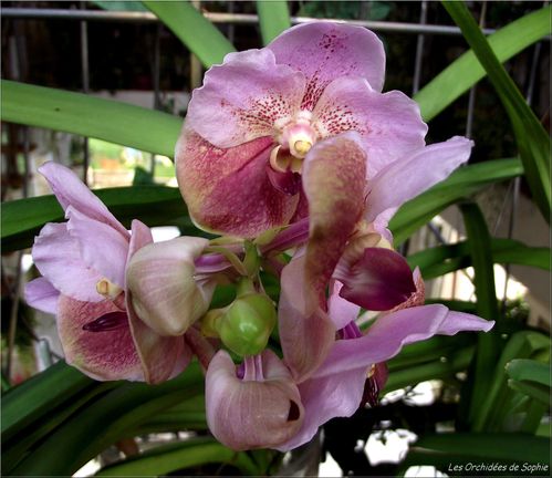 Vanda hybride