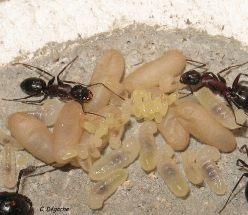 Camponotus ligniperdus et couvain