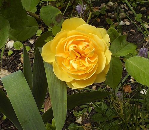 Rosier 'Graham Thomas'2