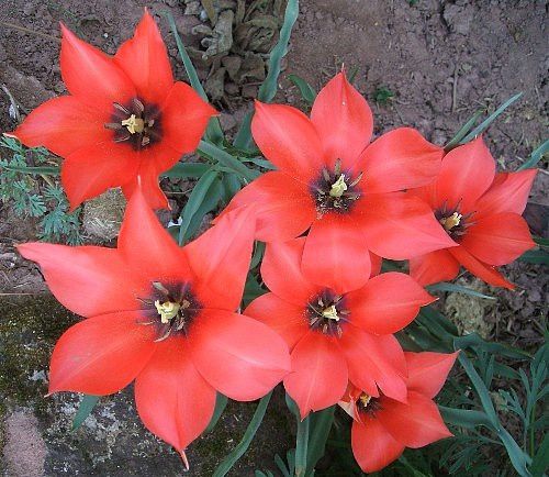 tulipa-linifolia-22-avr-09.jpg