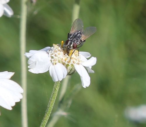 Rencontres achillea