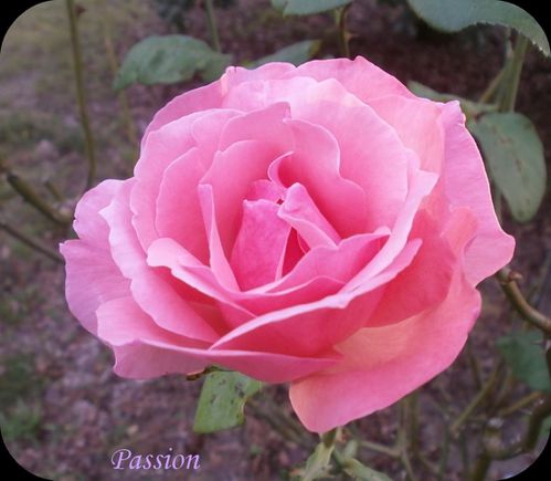 jardin fin aout 2011 026
