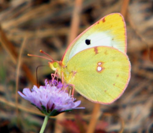 le-souci-colias-corceus-29.08-Luberon le-souci-colias-corceus-29.08-Luberon