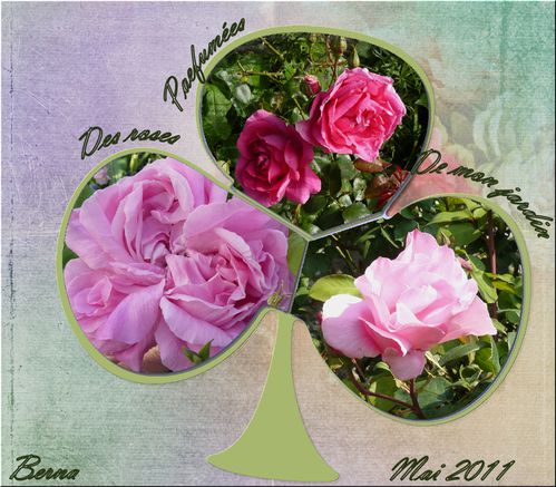 mes-roses.jpg