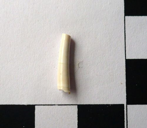 Dentalium sp. 3
