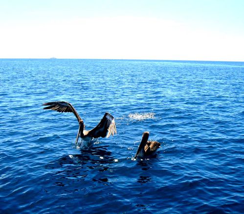 pelican-oiseau-mer-bleue.jpg