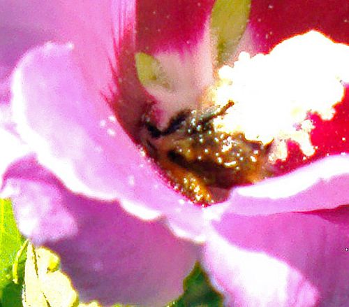 abeille-sur-althea-4.jpg