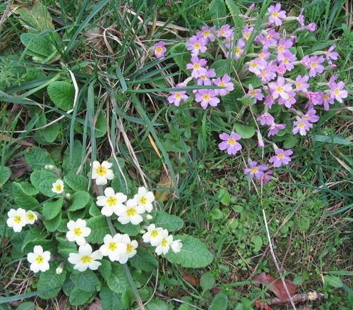 bretagne-fleurs--04.JPG