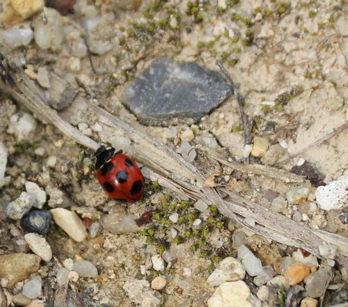 coccinelle-3.jpg