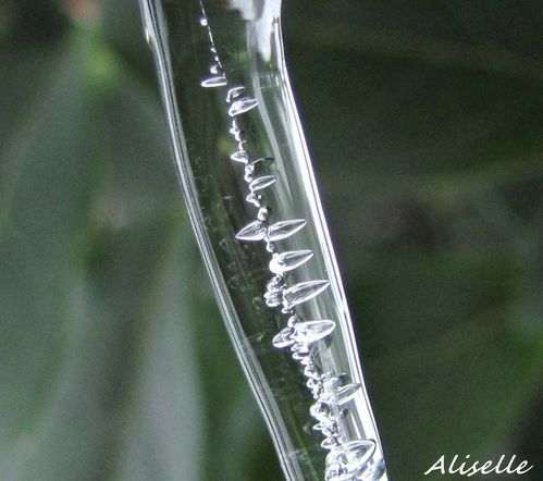 Goutte-glacee-2010---11.jpg