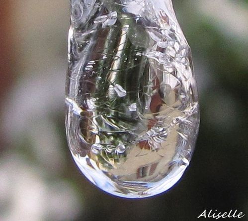 Goutte-glacee-2010---18.jpg