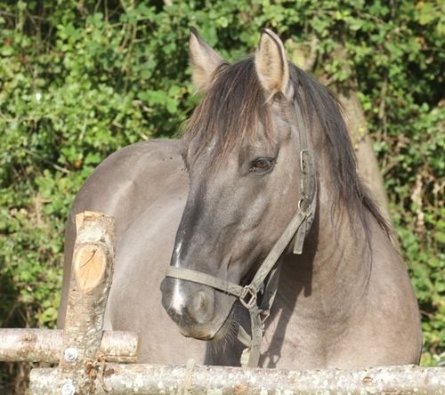 fete-vache-nantaise 1067