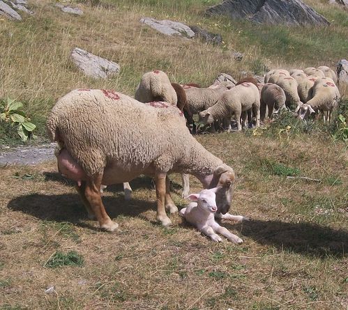 agneau nouveau-né