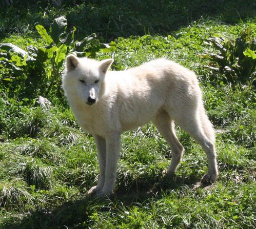 Parc de Ste Croix loup blanc