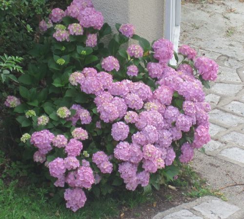 hortensia 2