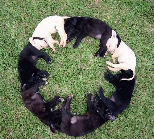 Chiots en cercle