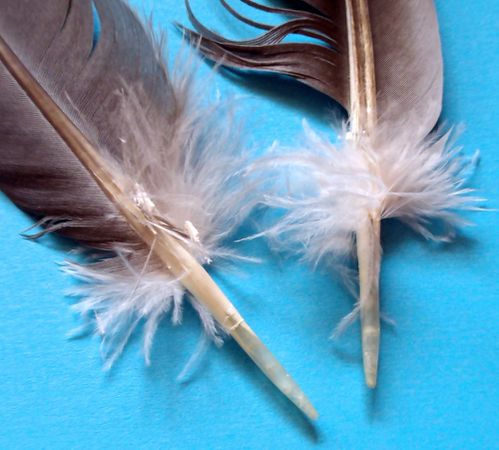 base-des-plumes.jpg