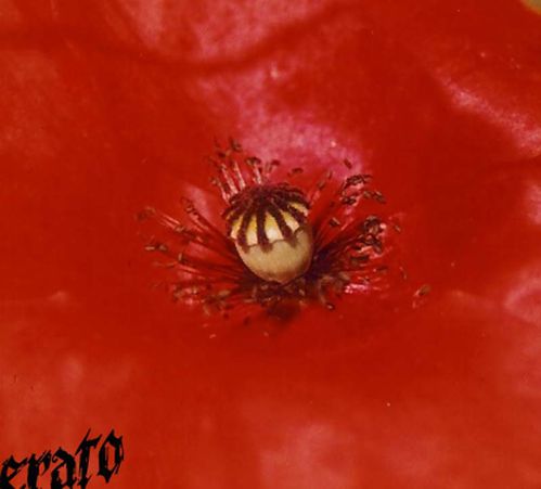 coeur-de-coquelicot.jpg