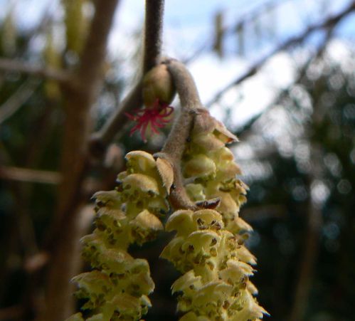 fleurs noisetier