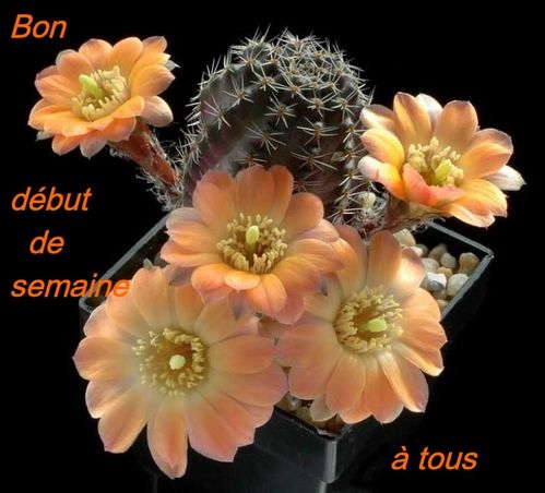 d-but-de-semaine.jpg