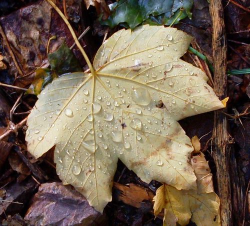 feuille-jaune.jpg