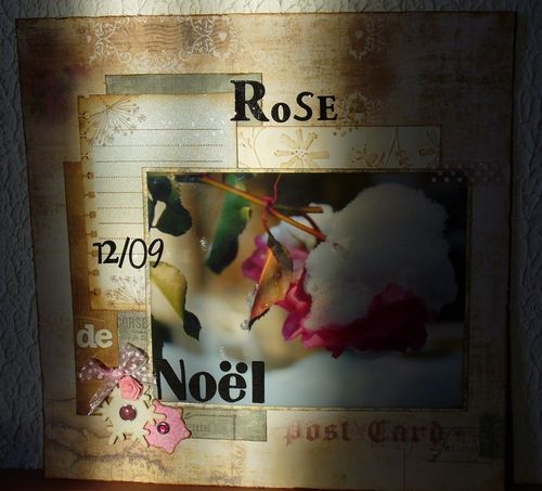 rose-de-noel-au-soleil.jpg