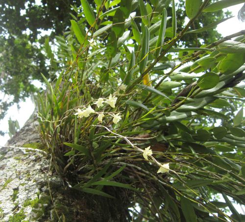 Orchidees-Vanuatu-2013 1646cb