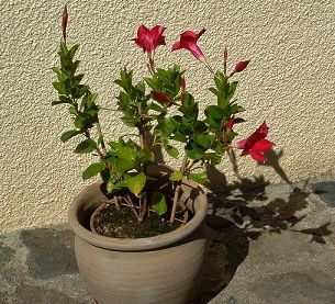 dipladenia-sander-rosea