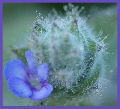 fleur bleue 3