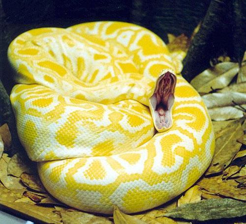 Reves Du Serpent Jaune A Taches Blanches Intimitae