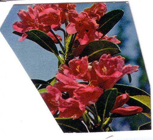 blog icone 3 rhododendrons