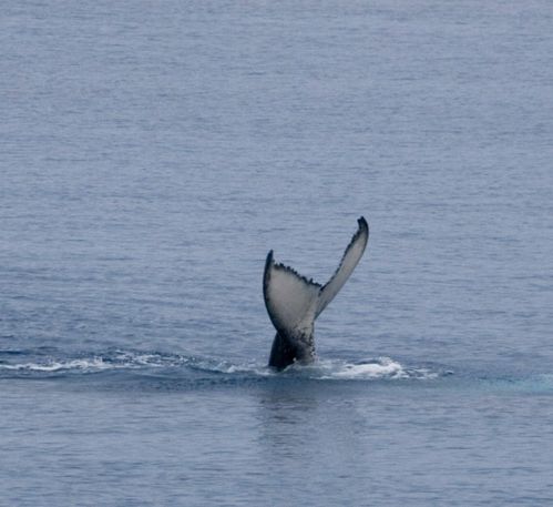 baleines Tadine 2