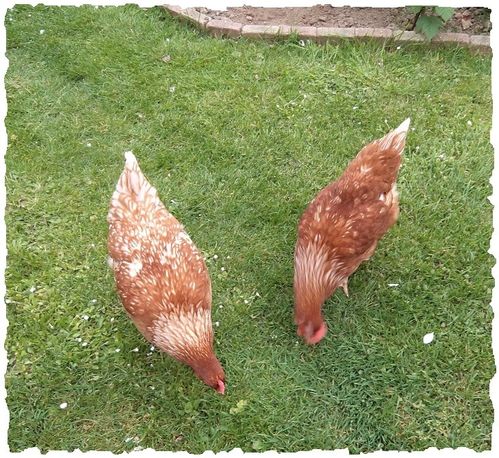 poules.jpg