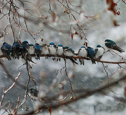 oiseaux-sur-branche.jpg