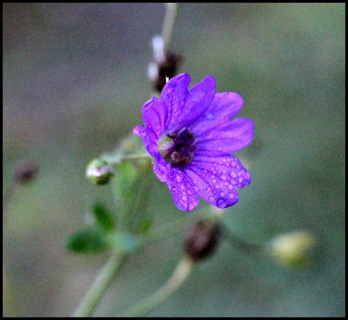 geranium-moll2.jpg