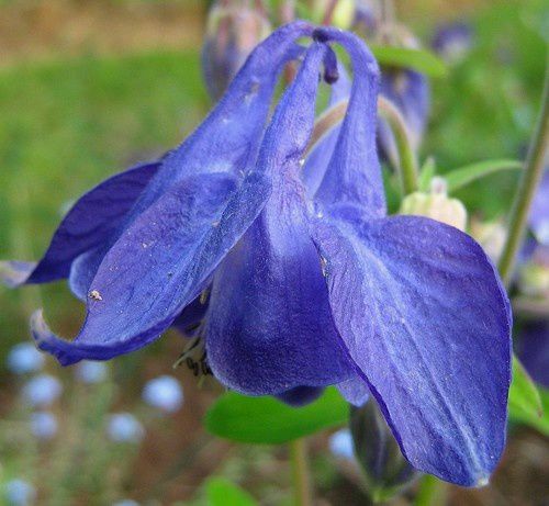 aquilegia-vulgaris-bleue-FE-clair-21-mai-09.jpg