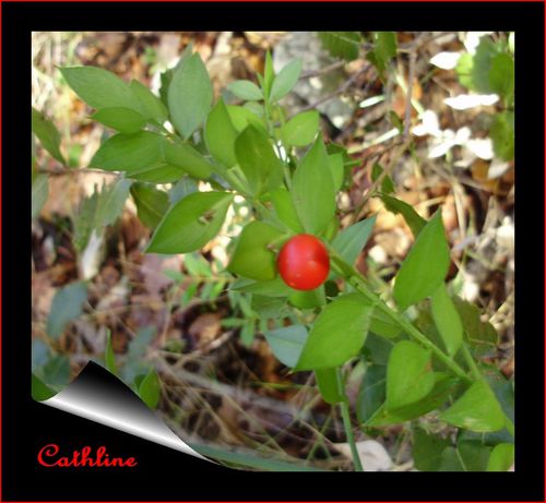 ruscus-1-fruit.jpg