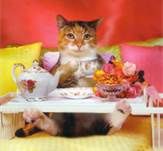 chat thé
