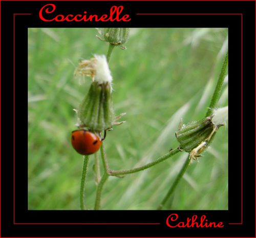 coocinelle