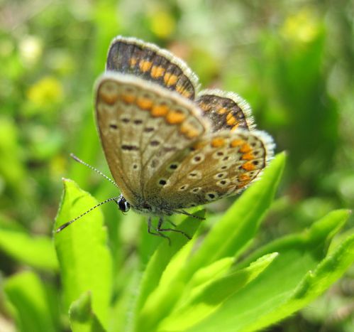 papillon-argus-bleu-femelle--4-.JPG