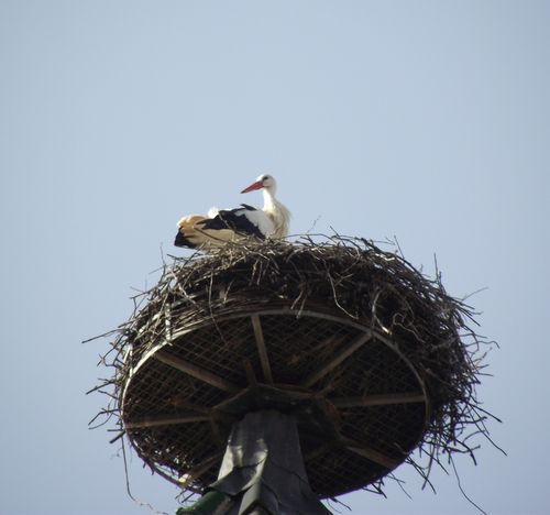 cigogne.JPG