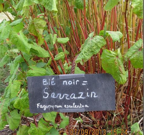 sarrazin