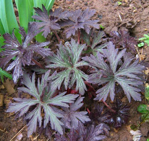 geranium-pratense-Hocus-Pocus-3-mai-10.jpg